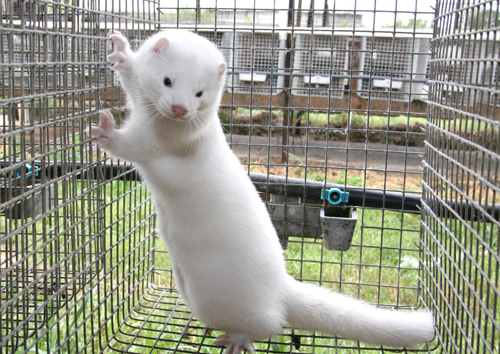 Клетка для разведение норок