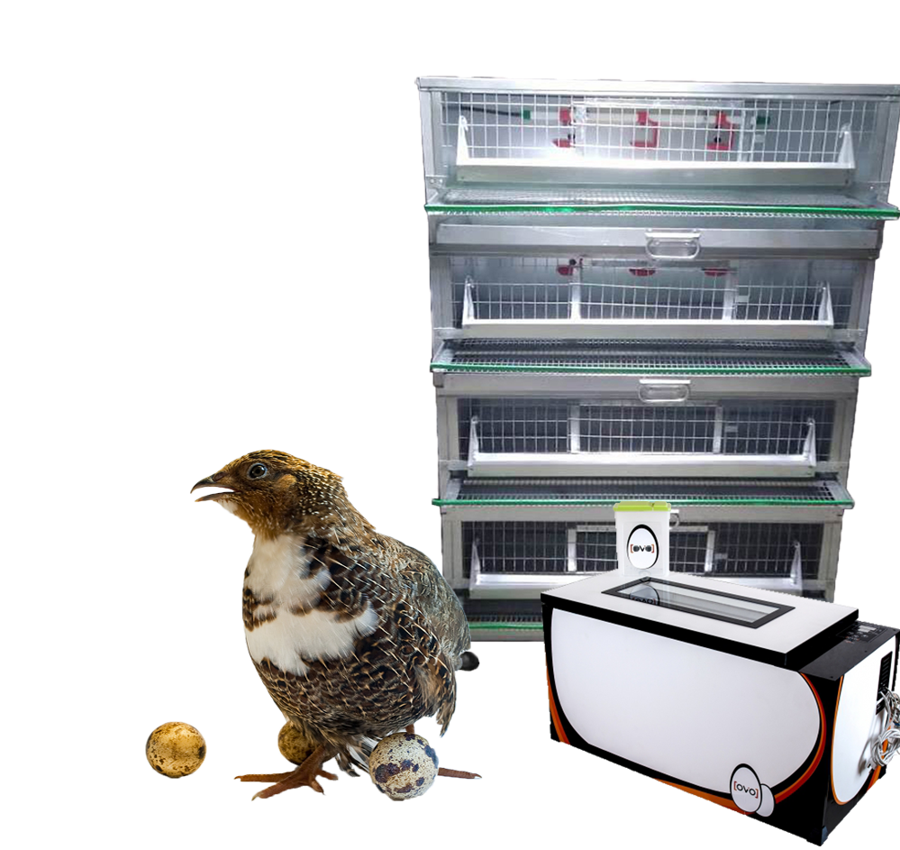 Готовая ферма под ключ