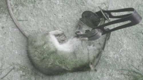 Капкан от крыс и мышей средний