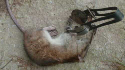 Капкан от крыс и мышей малый