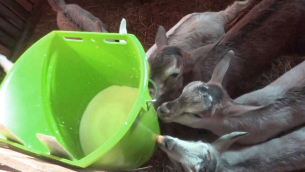 Ведро с 3 сосками для поения 8 л