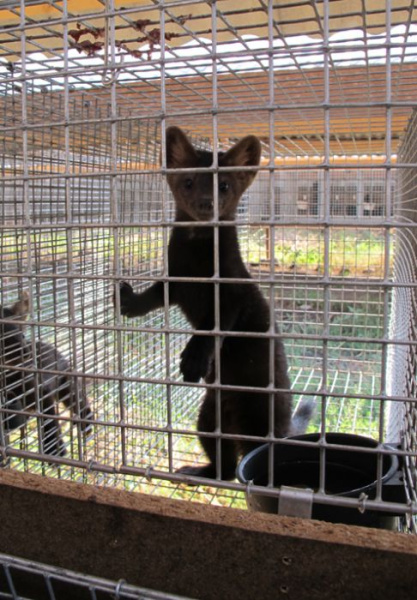 Клетка для разведение соболя