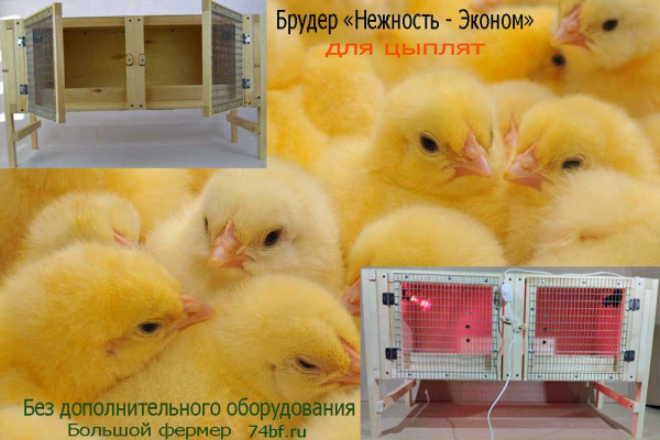 фото брудер Нежность-эконом