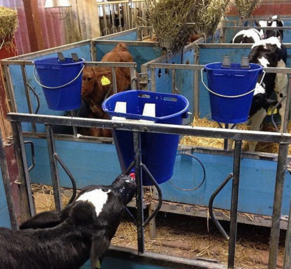 Запчасти для ведра поения телят