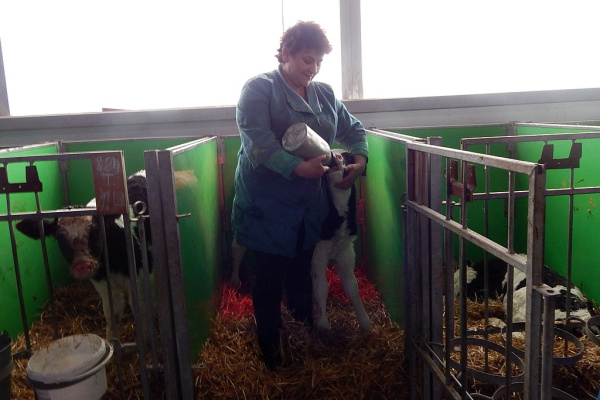 Клетка "2-6" для телят