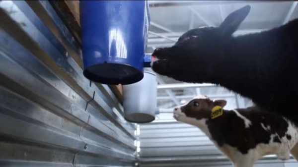 Ведро "Одна соска" для телят