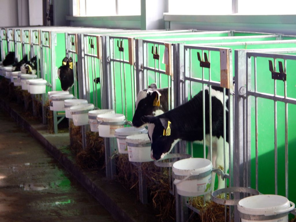 Клетка "2-6" для телят